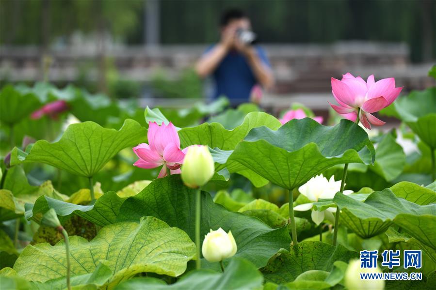 #(社会)(1)河北石家庄:昔日垃圾场变身城市“绿色氧吧”