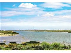 西青区“西西海”生态湿地焕然一新