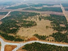 3年造林41万亩 雄安新区为地球增添一抹绿